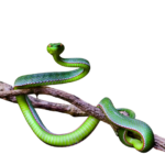 Trained Wildlife handlers accompany for the treks to handle wildlife and emergency