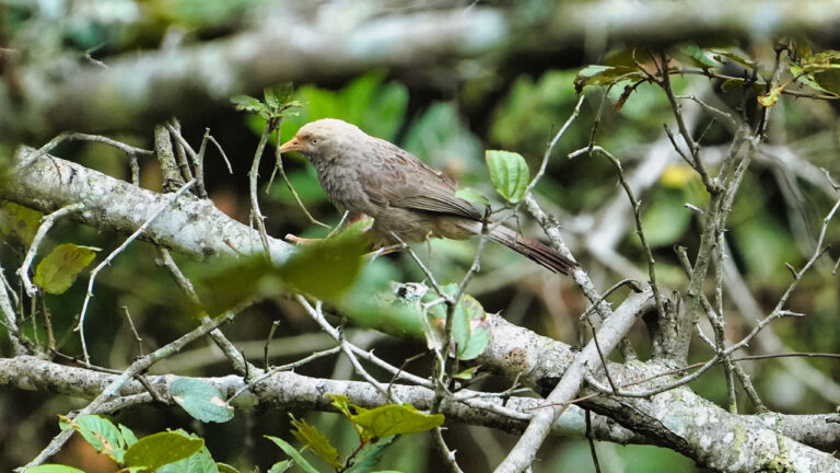 birding-in-yelagiri-swami-malai-trek