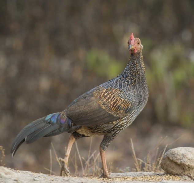 wild-birds-in-swami-malai-trek