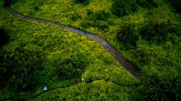 forest-trekking-jungle-treks-2