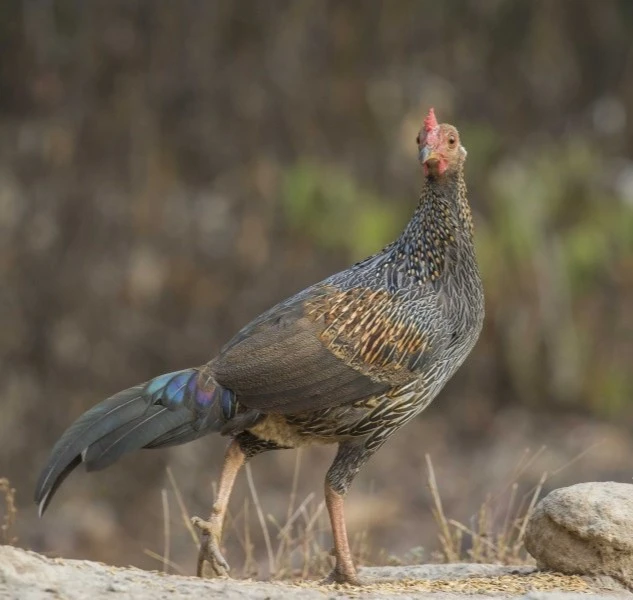 wild-birds-in-swami-malai-trek