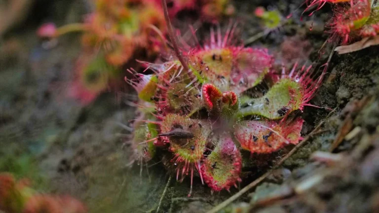 flora-and-fauna-in-yelagiri-swamimalai-trek Tiny red carnivorous plants growing on the forest floor discovered during the Swami Malai trek.