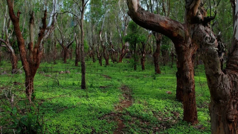 jalagamparai-trek-a-beautiful-wilderness-trek-near-bengaluru-for-adventure-and-nature-lovers-located-in-yelagiri Green forest trail with tall trees on the Jalagamparai Trek near Yelagiri