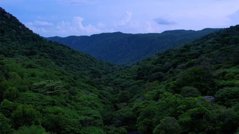jalagamparai-trek-in-yelagiri-approved-forest-trek Scenic forest valley view on the Jalagamparai Trek in Yelagiri