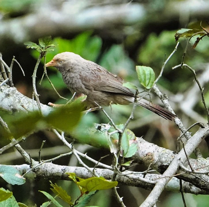 yelagiri-swamimalai-birds Small brown bird perched among branches on the Swami Malai trek route.