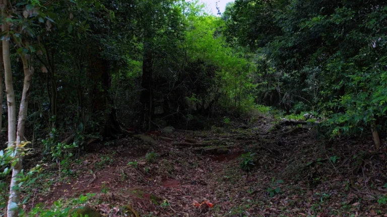 guthirayan-dense-forest-interior Dense green forest interior with leaf-covered ground and shaded trees.
