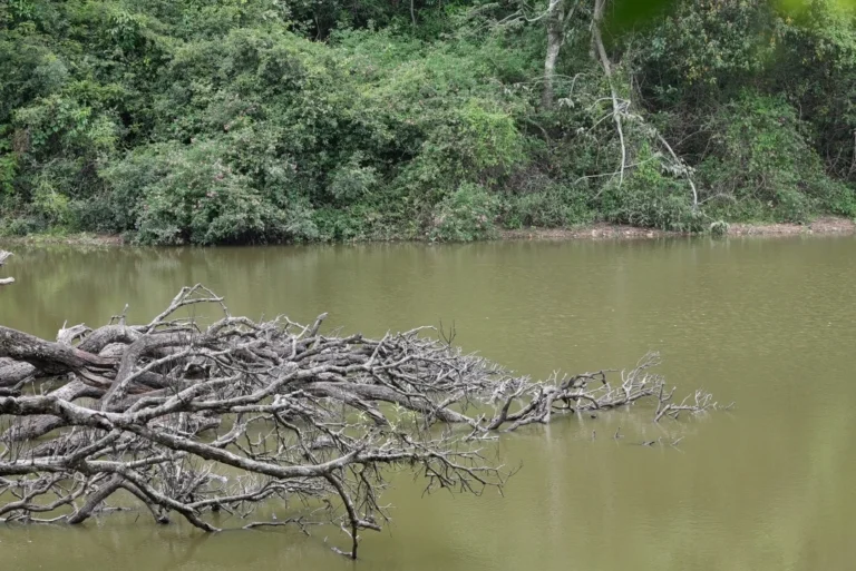 guthirayan-forest-lake-branches Fallen tree branches extending into a calm green forest lake.