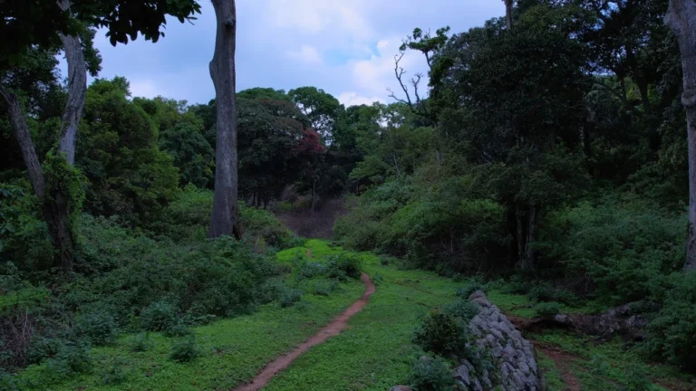 guthirayan-forest-walking-trail Narrow dirt trail passing through lush green forest with tall trees.