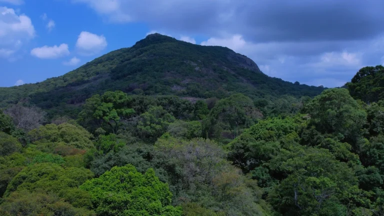 guthirayan-hill-forest-view Forest-covered hill rising above dense green woodland under a cloudy blue sky